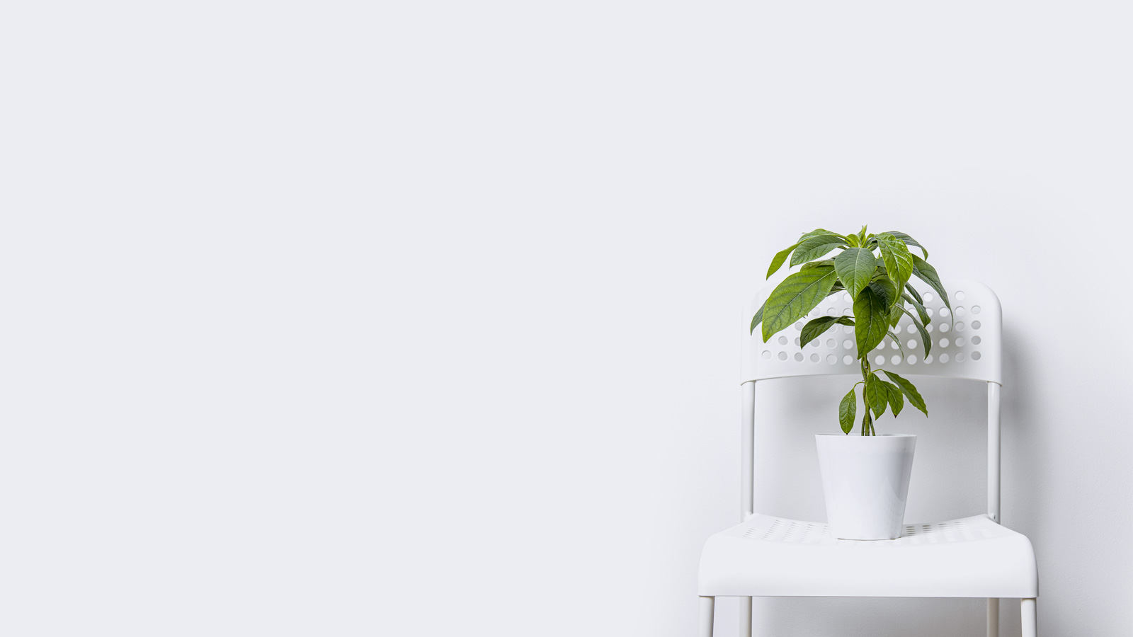Planta de interior en una silla de plástico blanca contra una pared blanca para Calcular plusvalía municipal